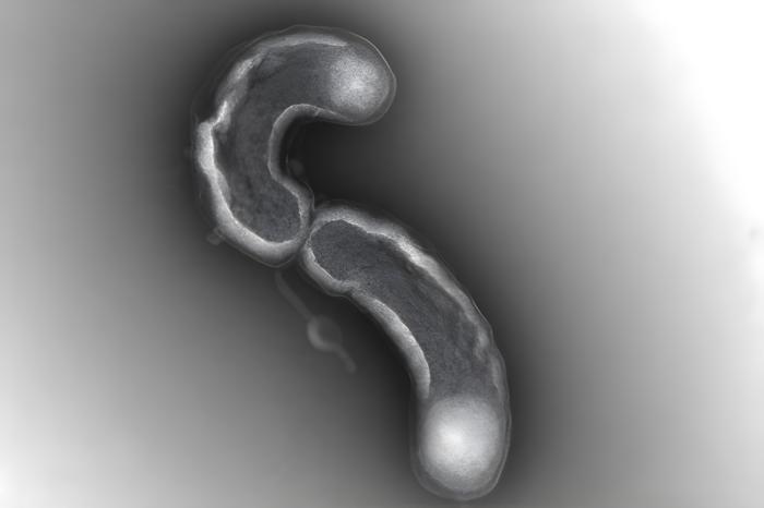 One of Earthโs most abundant organisms is surprisingly fragile