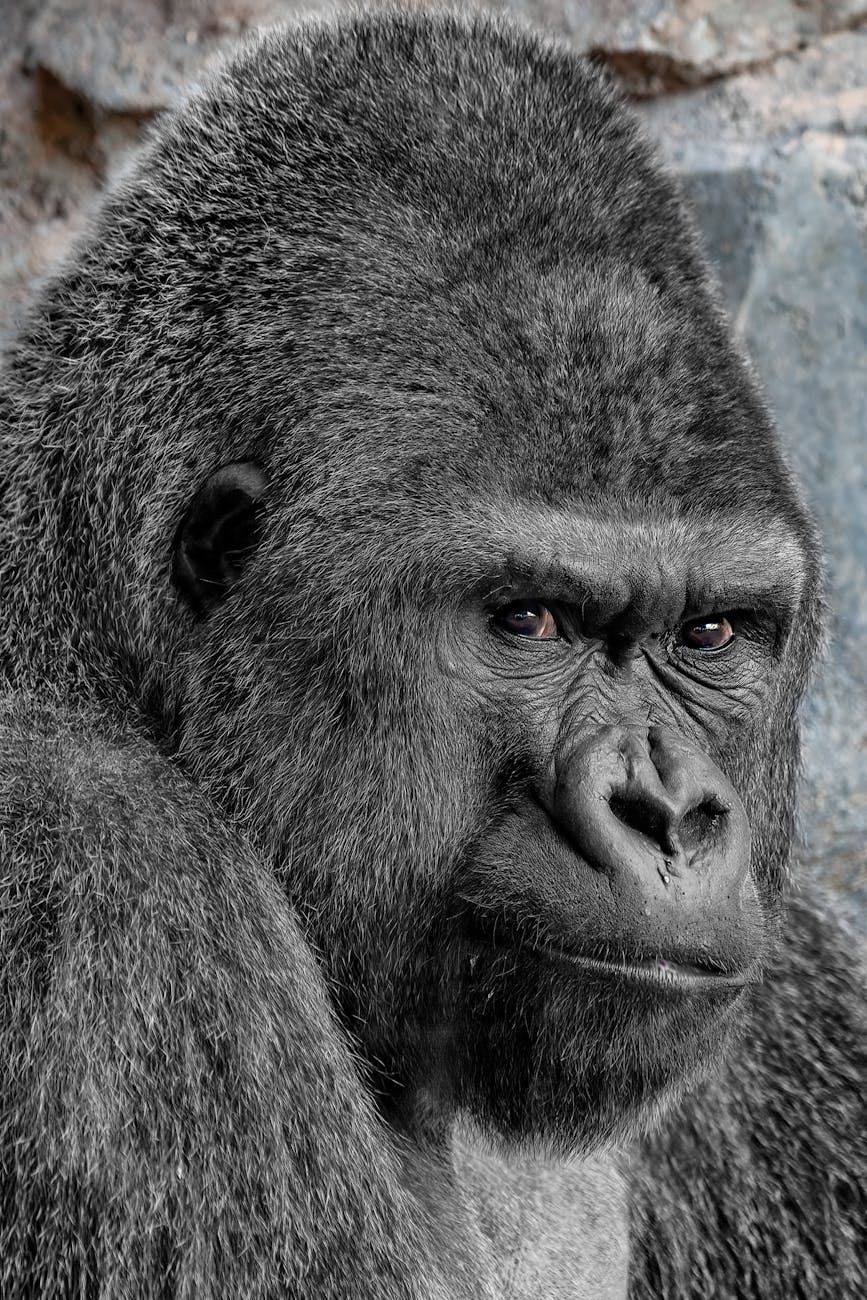 Apes share human ability to imagine