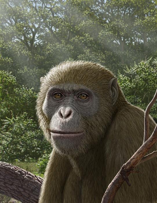 Masripithecus: A new Miocene ape from Egypt sheds light on the origins of modern apes