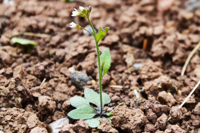 Evolution in fast-forward: How thale cress adapts – or goes extinct
