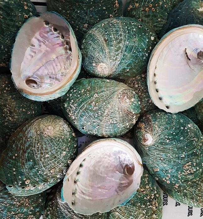 Abalone shells could help trace seafood origins