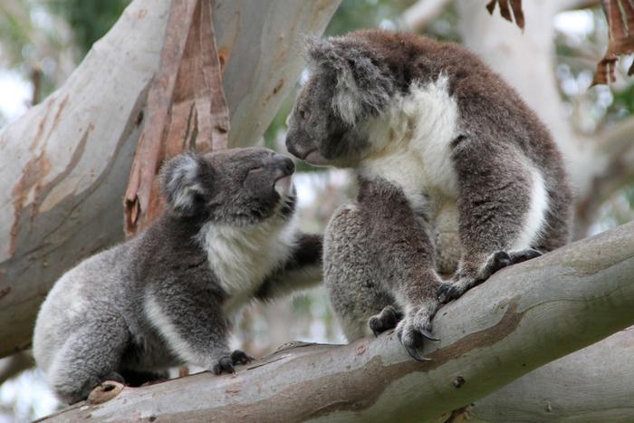 Whole-genome study of koalas transforms how we understand genetic risk in endangered species
