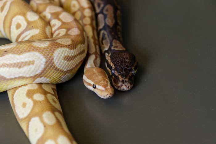 Python blood could hold the secret to healthier weight loss