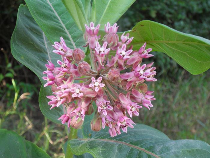 Hotspots of plant invasion change from subtropical towards temperate regions