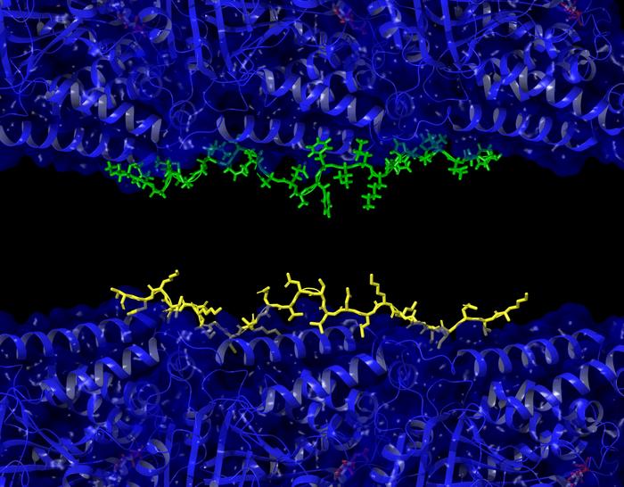 Key Alzheimer’s proteins are competing inside brain cells