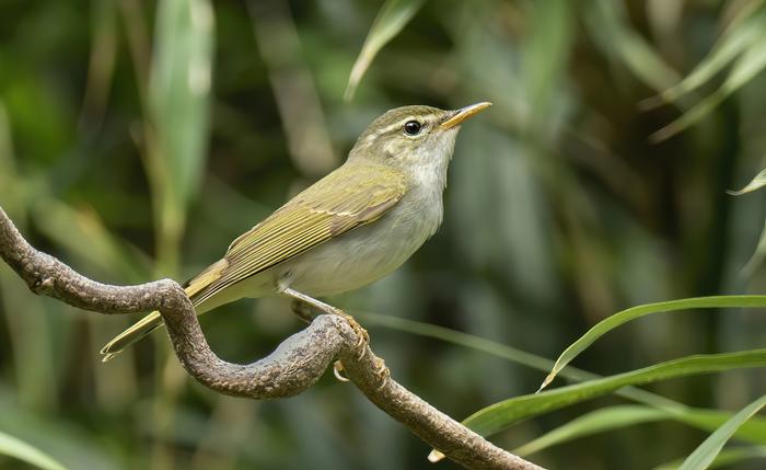 A new bird species in Japan