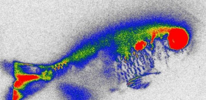 Aquatic plant reduces antibiotics in water and genetic damage in fish