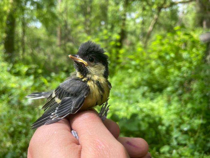 Climate extremes hinder early development in young birds