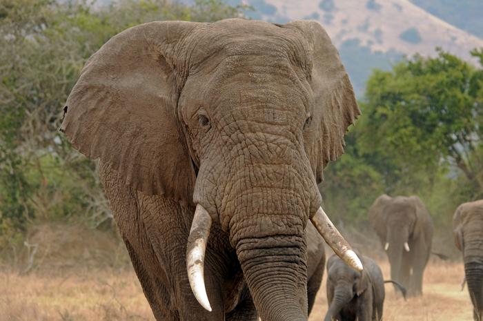 Elephant genomes reveal a past of continental connectivity and a future of increasing isolation