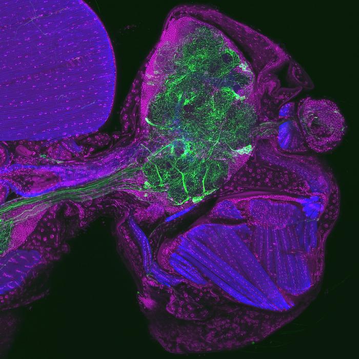 Fat cells play key role in avoidance learning