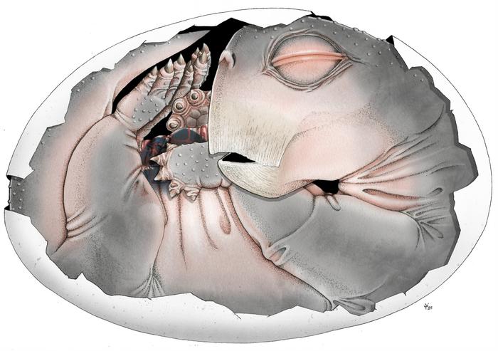 Ancient survivor reveals its secret: First-ever egg of a mammal ancestor discovered
