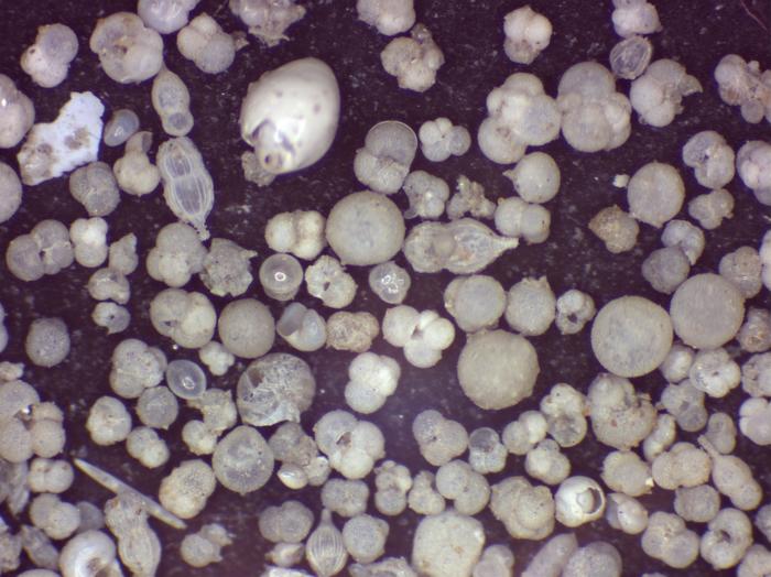 Scientists discover how the Twelve Apostles were formed – and their real age