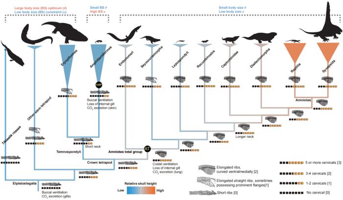 New study finds respiratory evolution drove body size differences in early land vertebrates