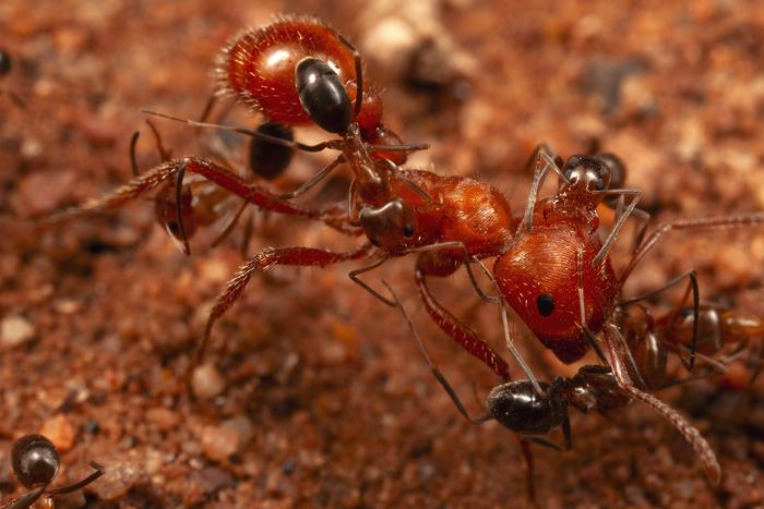 Smithsonian research associate discovers ants assemble to be picked clean by โcleanerโ ants, a novel insect behavior
