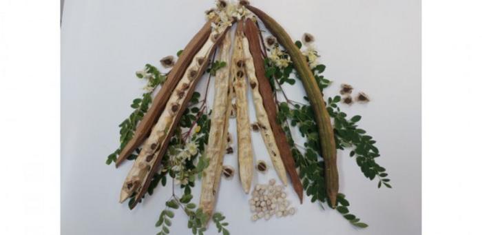 Common Asian plant in Brazil shows potential for removing microplastics from water