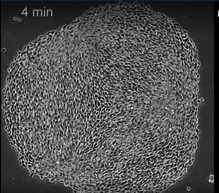 Scientists create living tissues capable of changing shape in a programmed manner