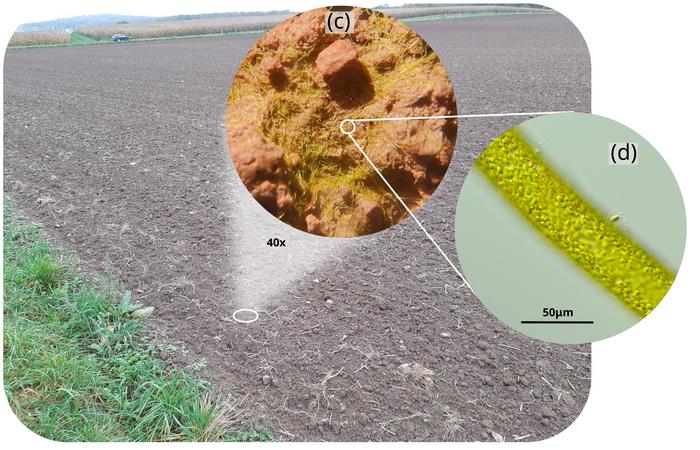 Revealing hidden diversity of algae in farmland