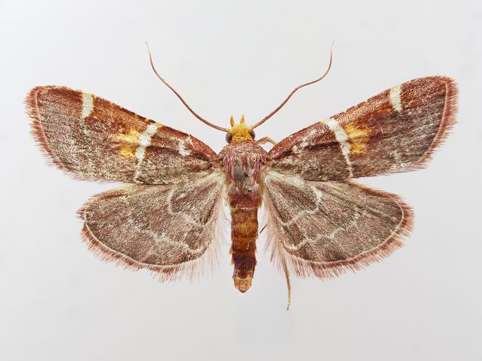 New ‘Ecclesiastical’ Moth named after Pope Leo XIV