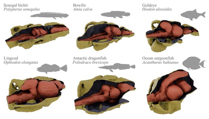 A skull full of surprises: Discovering the evolutionary secrets of fish brains