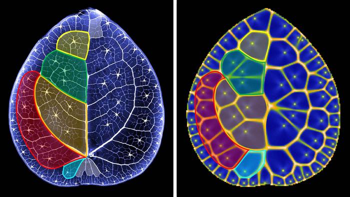 ‘Nature’s algorithm’ found in Chinese money plants