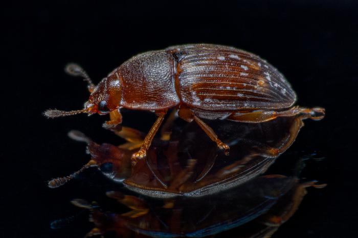 Beetles are likely dispersal vectors for “towering” nematodes