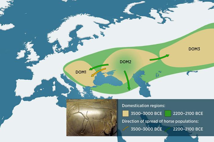 The first domesticated horses: 6,000 years of a complex story