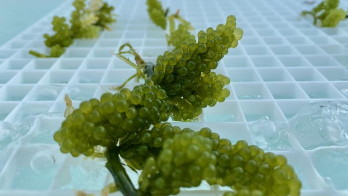 Seaweed integration boosts efficiency and cuts waste in aquaculture, study finds