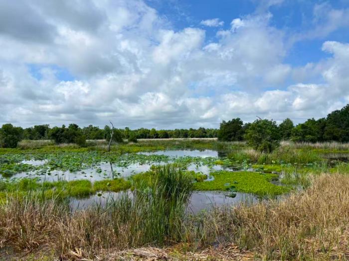 Easily overlooked small wetlands are a big source of global methane
