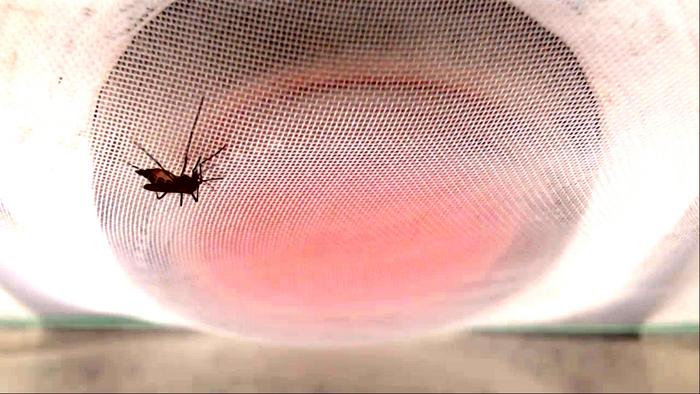 DEET insect repellent at risk: mosquitoes can learn it means dinner