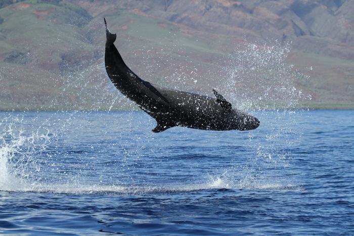 Nutritional stress and warming seas threaten Hawaiสปiโs last false killer whales
