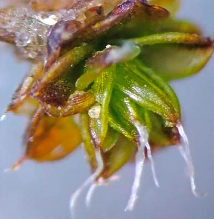 Scientists just found something weird inside moss