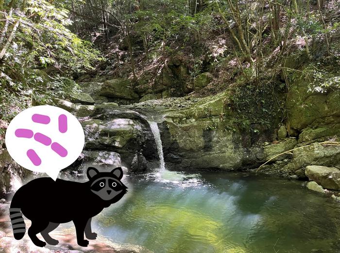 Tracking infectious bacteria from raccoons via rivers to humans with DNA