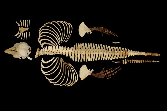 Pixels preserve world’s most endangered marine mammal, the vaquita