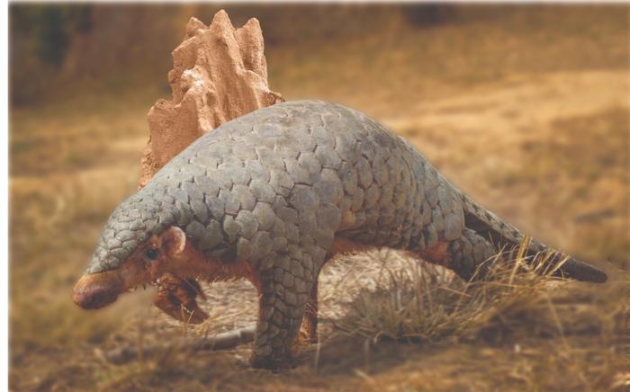 Meet the most trafficked animal in the world