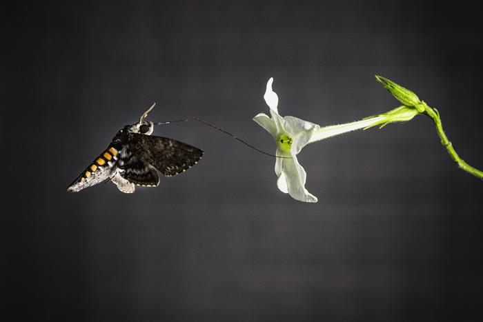 Moth wings have a sense of smell all their own
