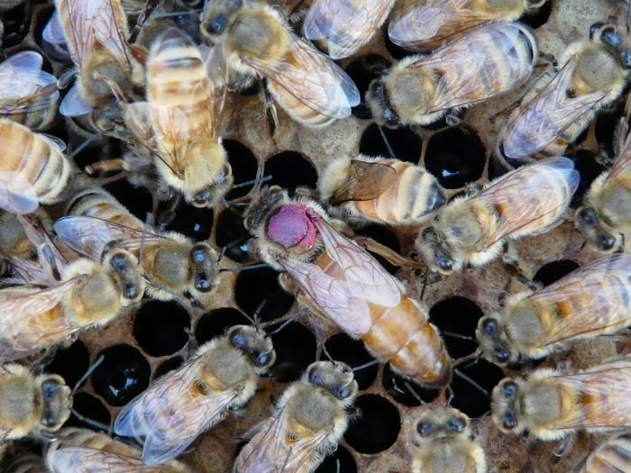 Honeybee queens push pesticides to eggs to protect themselves over their offspring