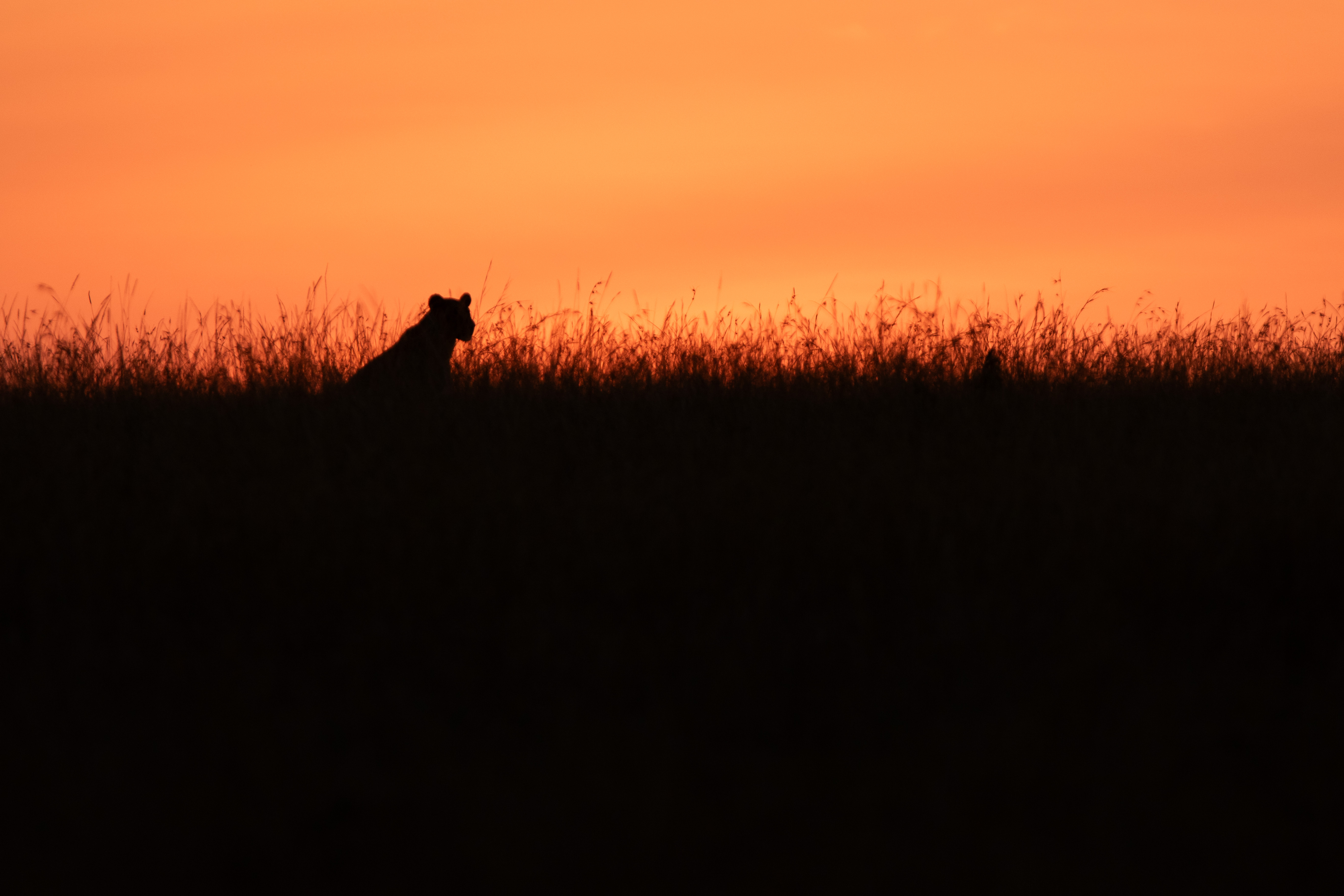 Conversations with Sophie Darlington: Through the Eyes of a Lion