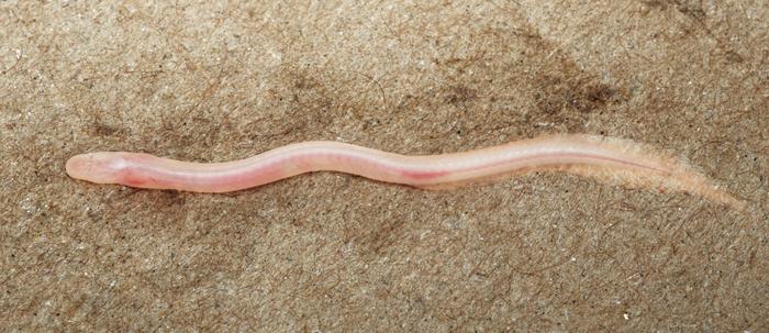 TikTok video leads to discovery of rare underground eel in India