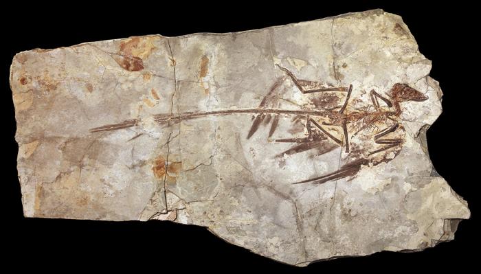 Were there tiny dinosaurs? New study explores one of evolution’s biggest mysteries