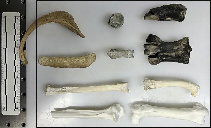 Ancient penguin fossils offer new window into Antarctica’s changing climate