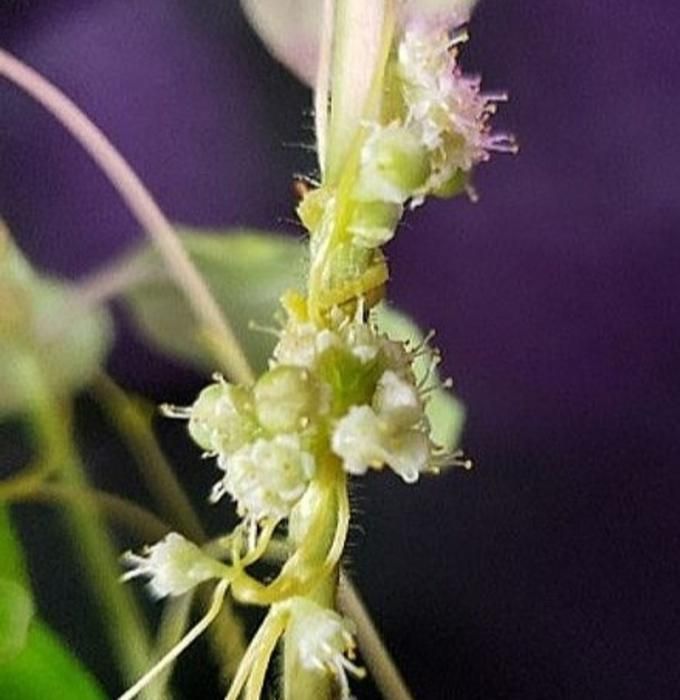 Parasitic plants act like genetic engineers by stealing and remodeling useful genes