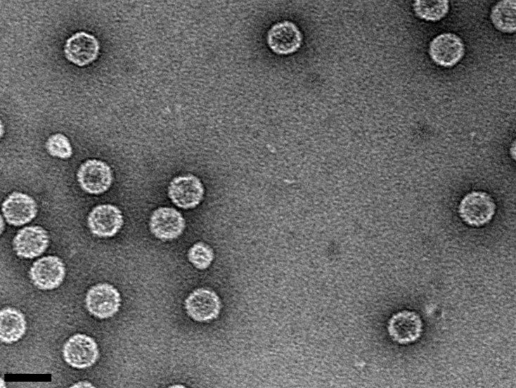 DAILY DOSE: Scientists Solve 40-Year Mystery of Common Gut Virus; Century-Old Fossil Could Rewrite History of Insect Flight.